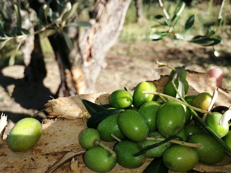 Negozio-olio-extravergine-qualita-superiore-campania